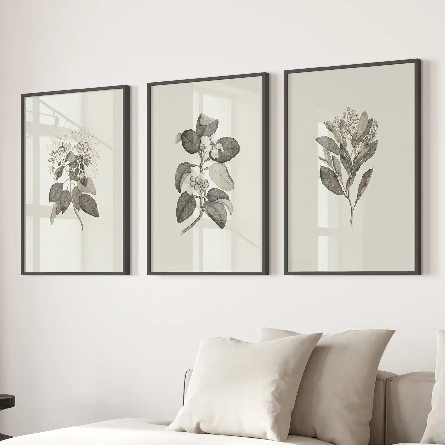 Minimalist Botanical Vintage Apartment Decor Posters. Black Frames Above the Sofa.