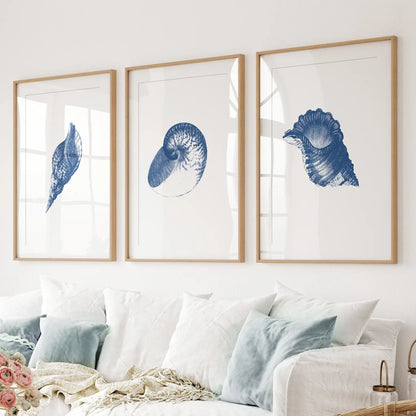 Beach house art posters. Hamptons shell poster wall decor. Thinwood frames with mat for living room.