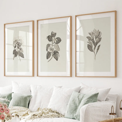 Vintage Neutral Spring Botanical Drawing Apartment Decor. Thinwood Frames with Mat for Living Room.