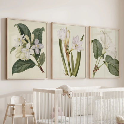 Dark green leaves frame the white blooms in three oak-framed botanical prints above a crib, with a cream background visible in each.