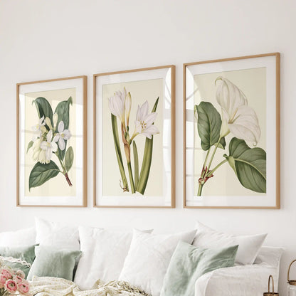The three prints above a sofa show small blossoms, tall white flower stems and a broad-leafed bloom, surrounded by oak frames and white mats.