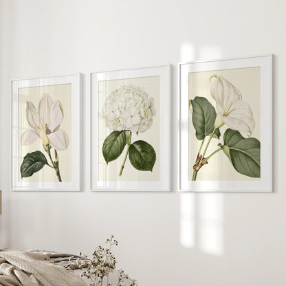 The three matted white frames beside a bed show a round hydrangea head between two flowering stems, with broad green leaves on cream.