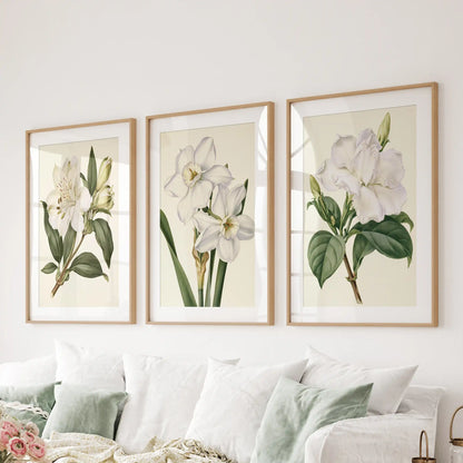 Three white narcissus and blossom prints in oak frames with white mats above a sofa.