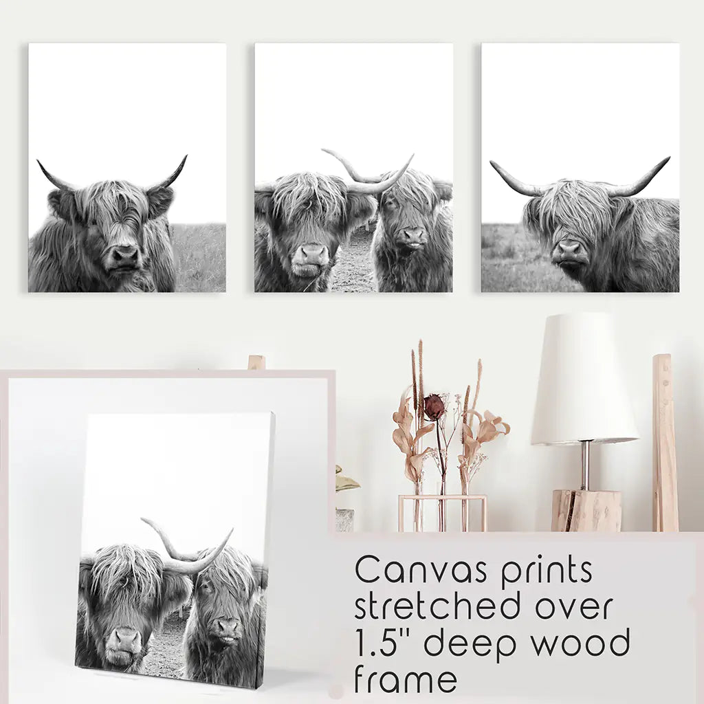 Scottish Cow Black White Wall Art Set of 3. Wrapped Canvas Prints