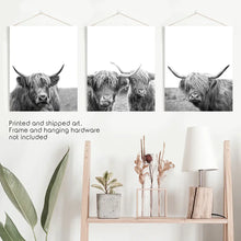 Load image into Gallery viewer, Scottish Cow Black White Wall Art Set of 3. Unframed Prints
