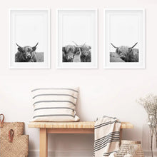 Load image into Gallery viewer, Scottish Cow Black White Wall Art Set of 3. White Frames with Mat
