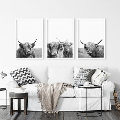 Scottish Cow Black White Wall Art Set of 3. White Frames
