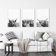 Load image into Gallery viewer, Scottish Cow Black White Wall Art Set of 3. White Frames
