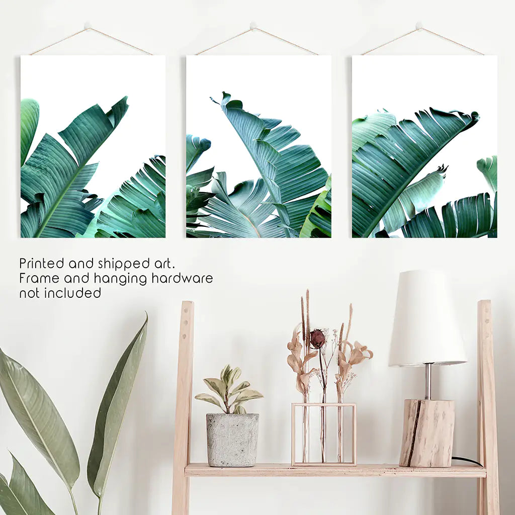 Tropical 3 Piece Set. Banana Green Large Leaves. Unframed Print